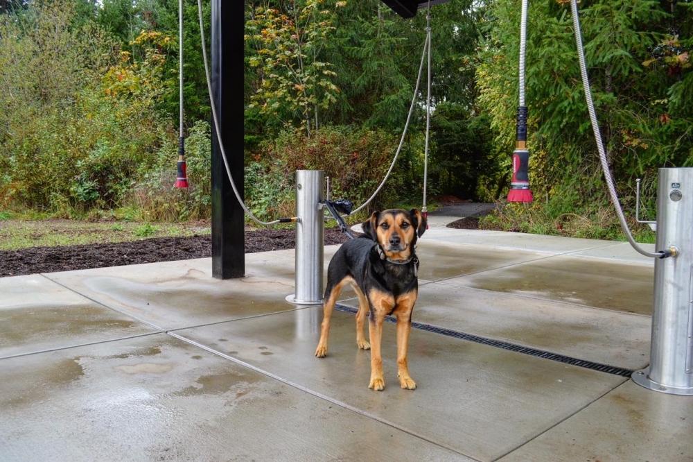 Dog Park Wilsonville Oregon