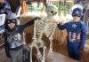 Two superheroes in costume, flanking a skeleton, at Harvest Festival